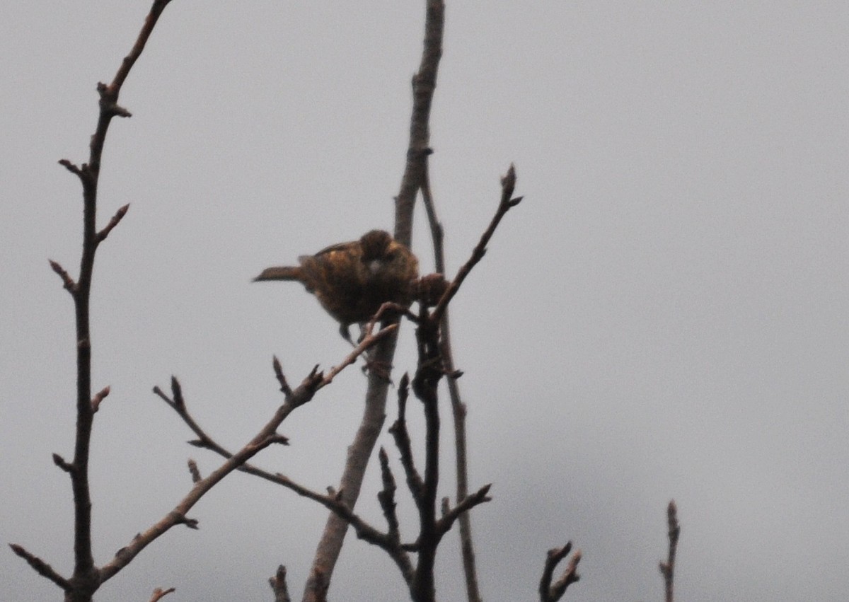 Pink-browed Rosefinch - ML634650595