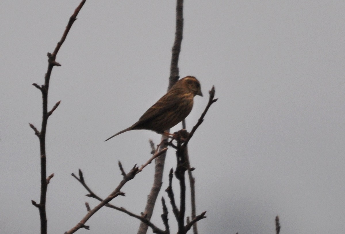 Pink-browed Rosefinch - ML634650596