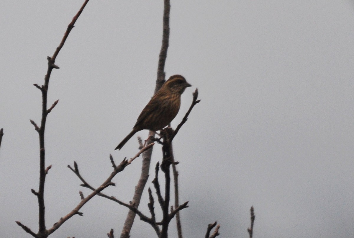 Pink-browed Rosefinch - ML634650597
