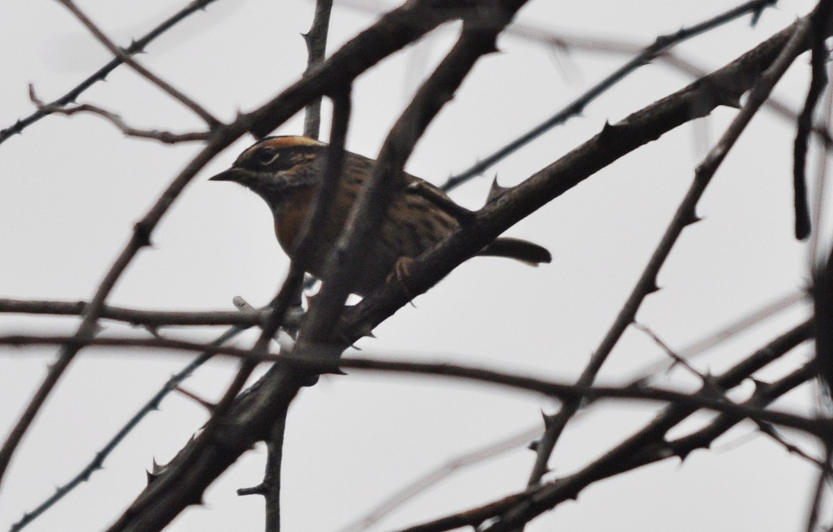 Rufous-breasted Accentor - ML634650634