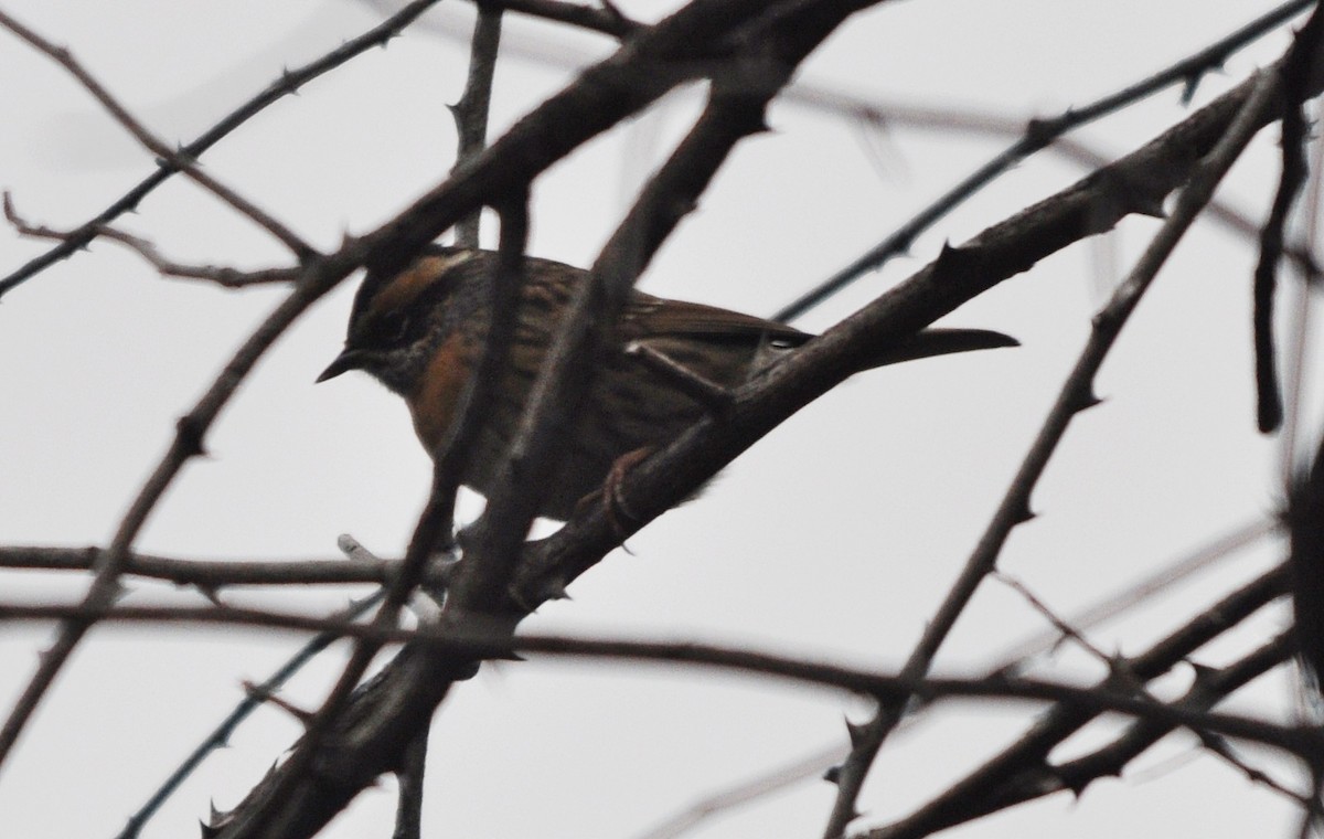 Rufous-breasted Accentor - ML634650635
