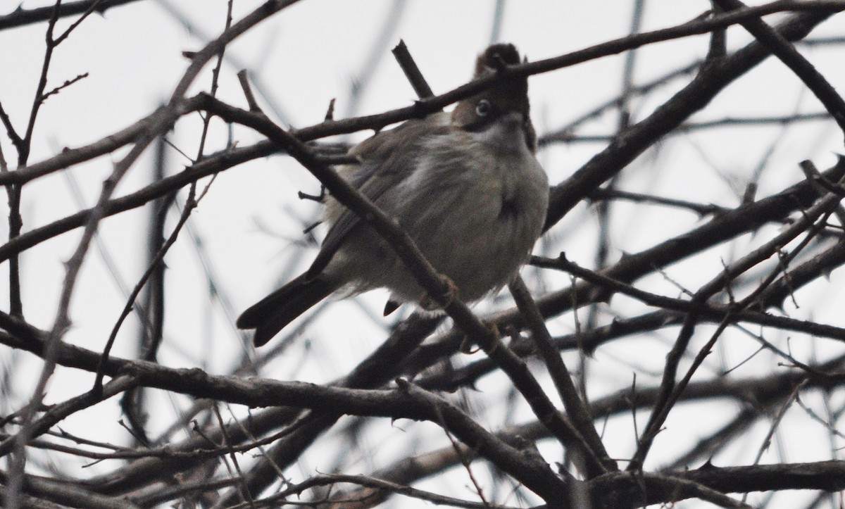 Whiskered Yuhina - ML634650646