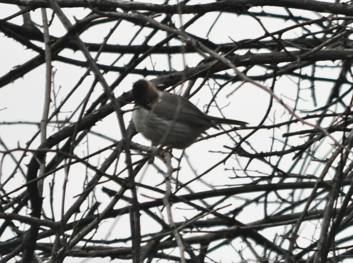 Whiskered Yuhina - ML634650647