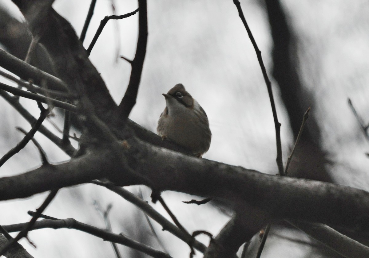 Whiskered Yuhina - ML634650648