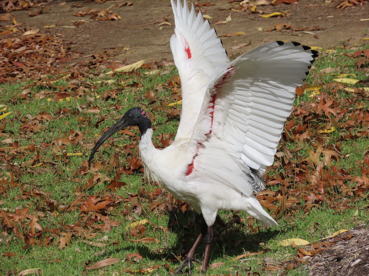Australian Ibis - ML634650660