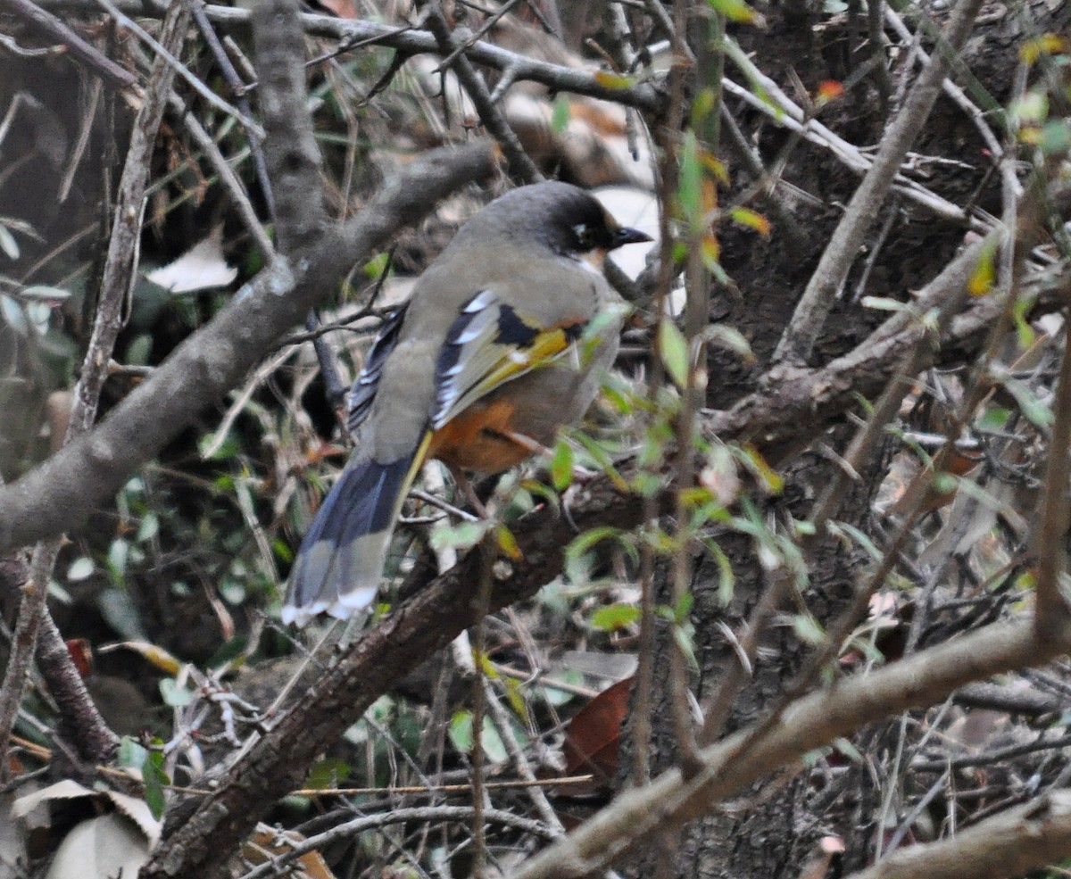 Variegated Laughingthrush - ML634650676