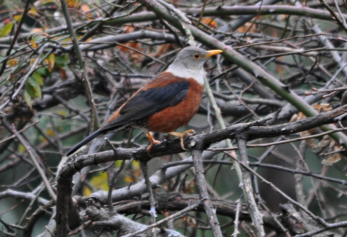 Chestnut Thrush - ML634650688