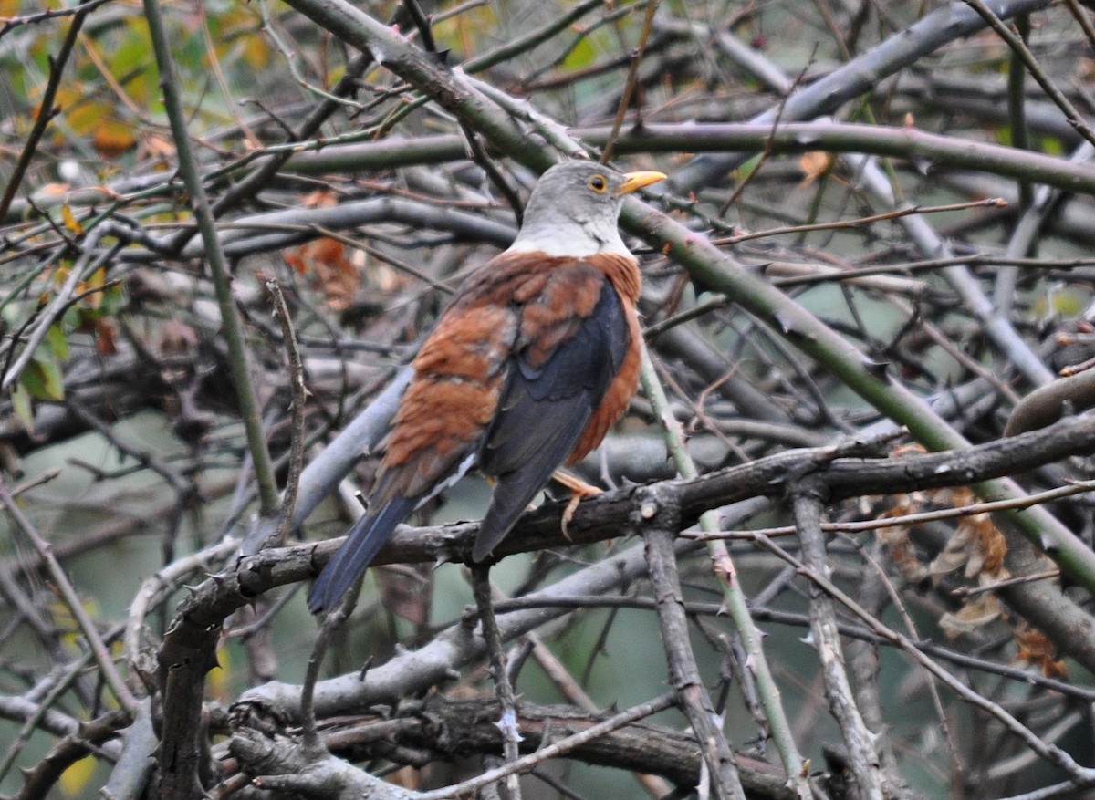 Chestnut Thrush - ML634650689