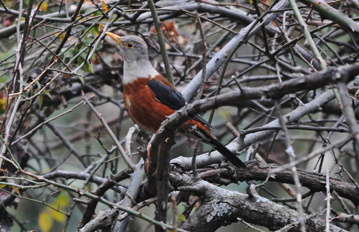 Chestnut Thrush - ML634650690