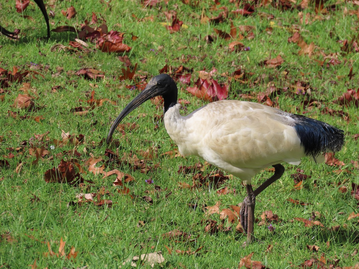 Australian Ibis - ML634650691