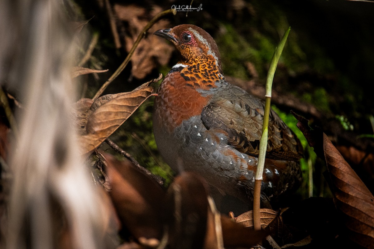 Chestnut-breasted Partridge - ML634650741