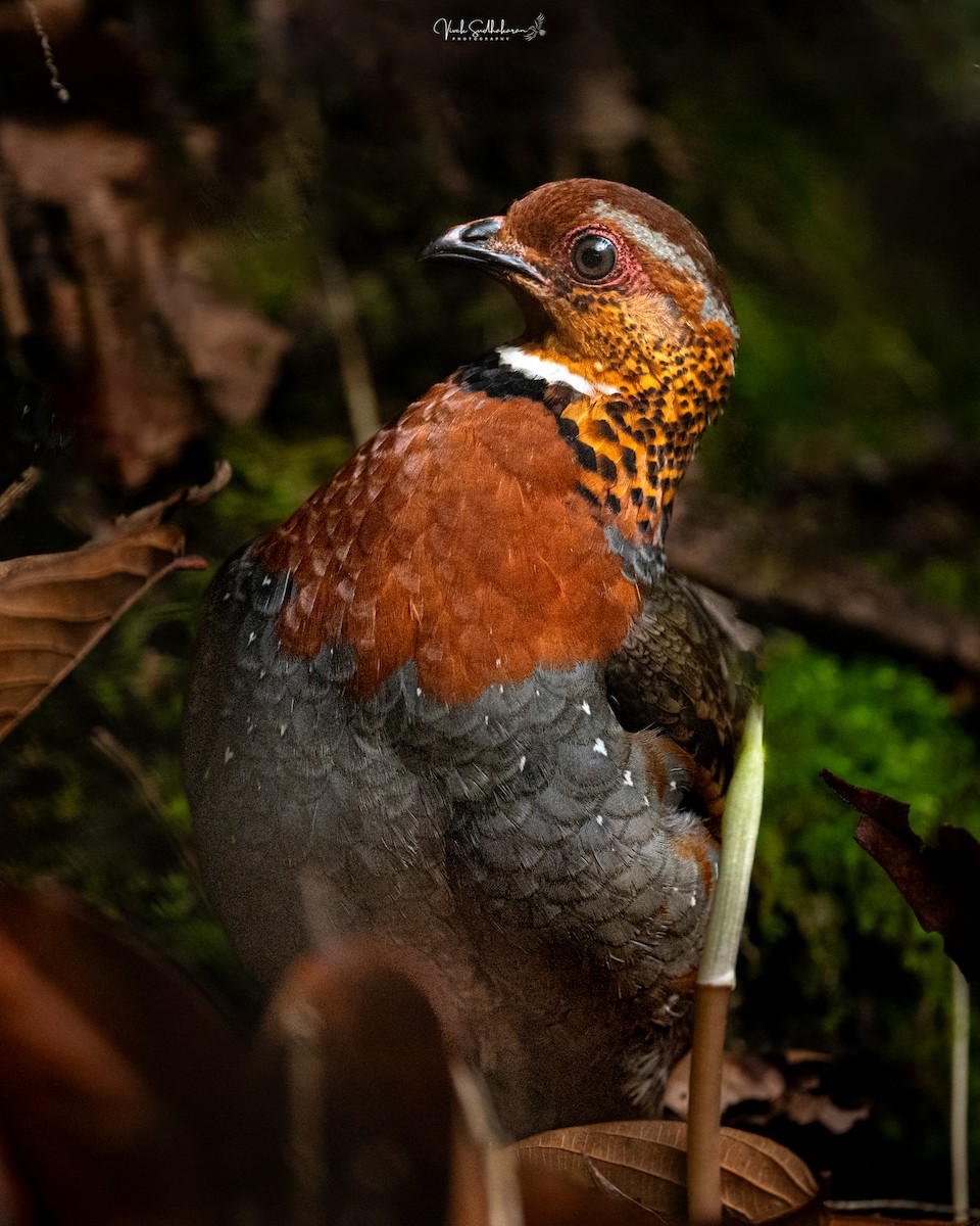Chestnut-breasted Partridge - ML634650742