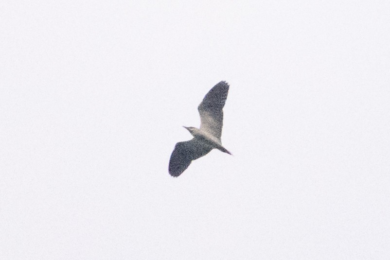bird sp. - ML634650748