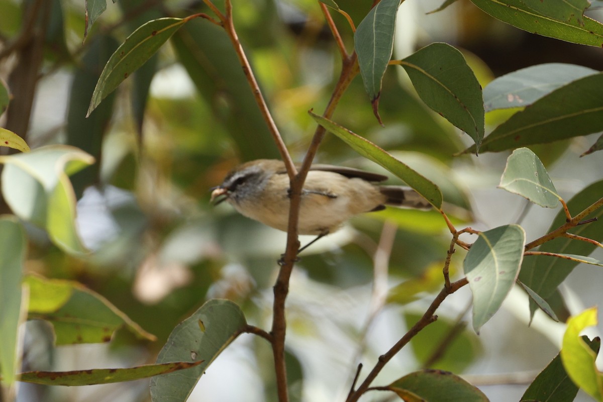 Brown Gerygone - ML634650754