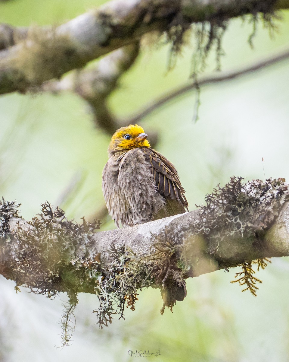Yellow-rumped Honeyguide - ML634650777