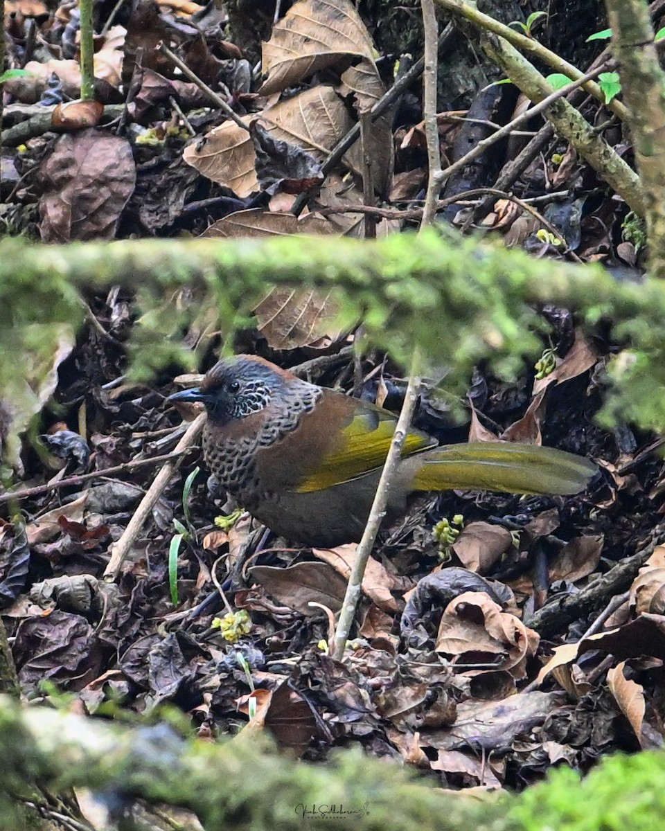 Chestnut-crowned Laughingthrush - ML634650791