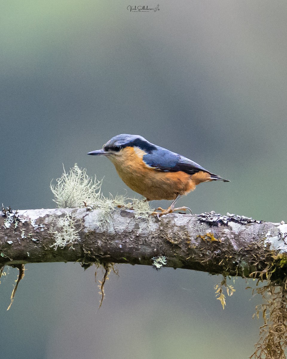 White-tailed Nuthatch - ML634650811