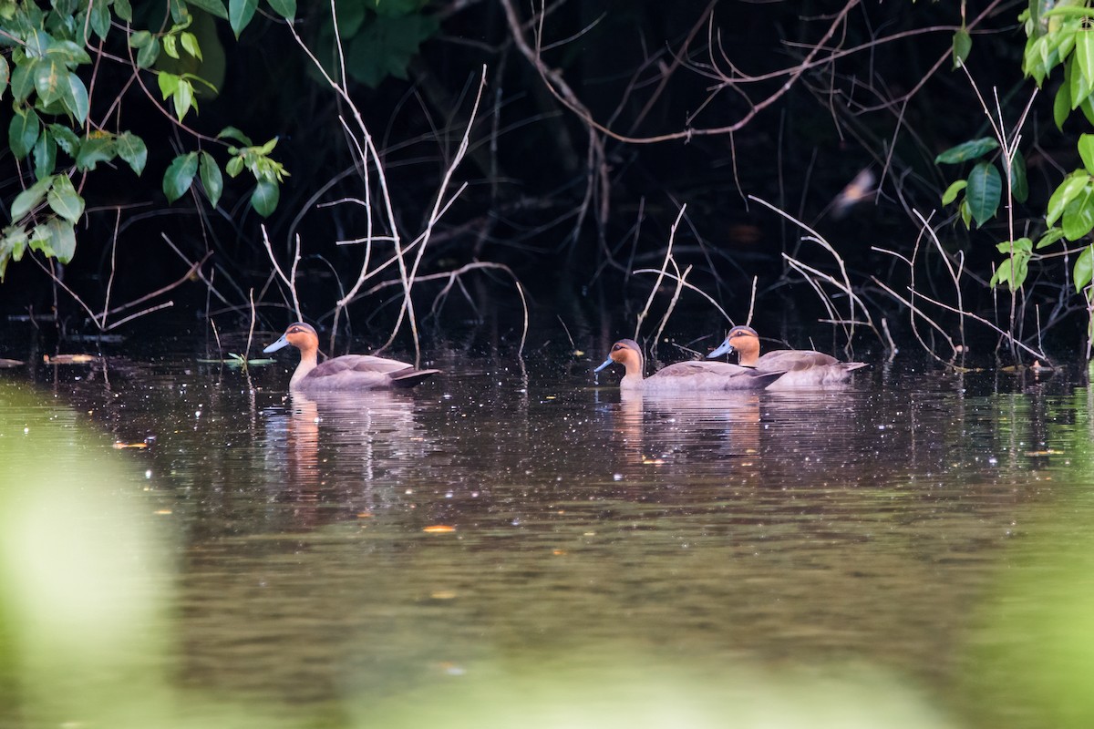 Philippine Duck - ML634650829