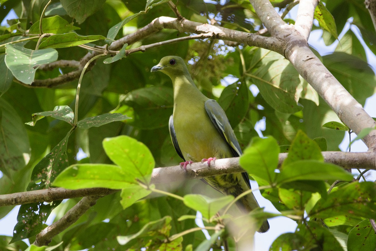 Pink-necked Green-Pigeon - ML634650835