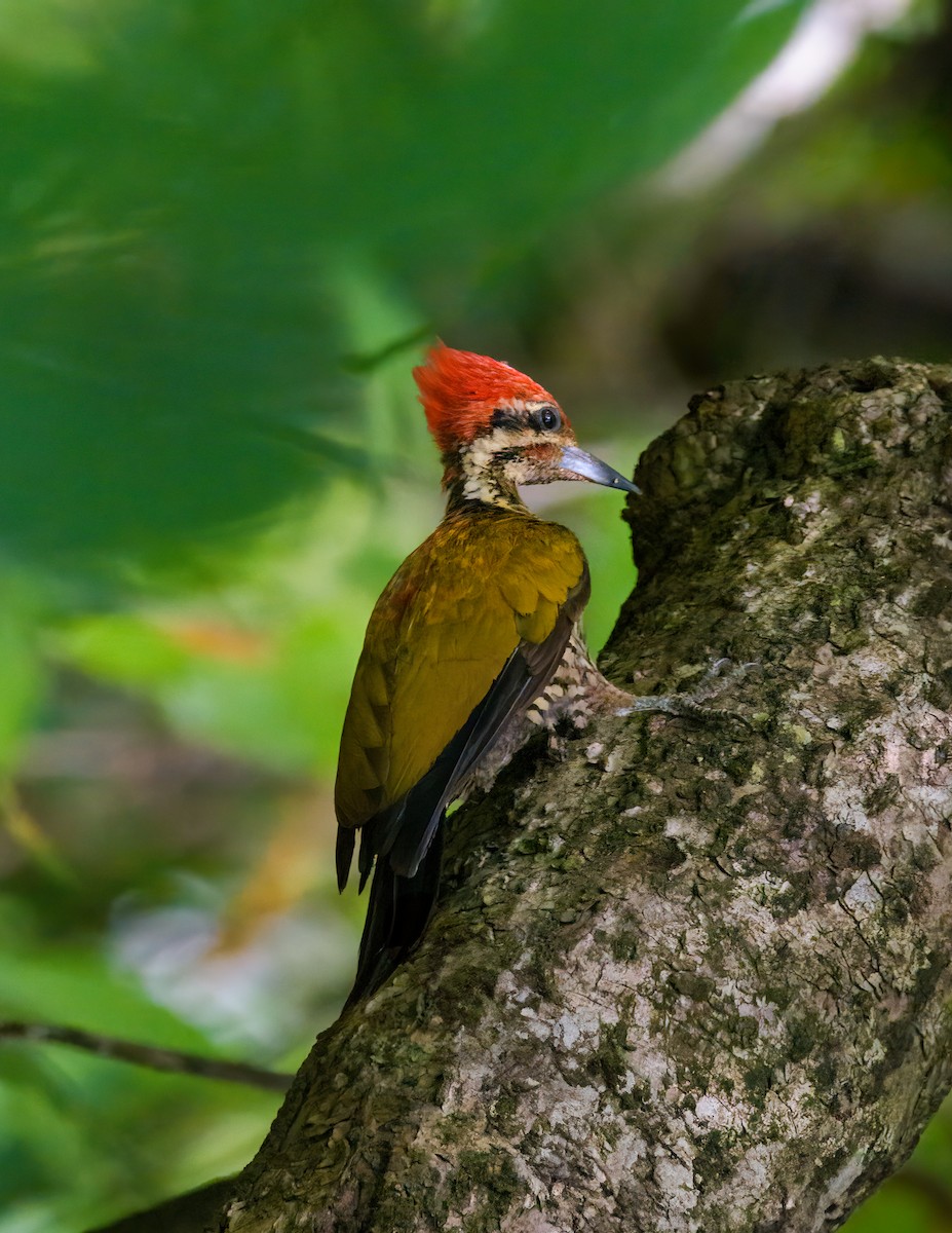 Spot-throated Flameback - ML634650841