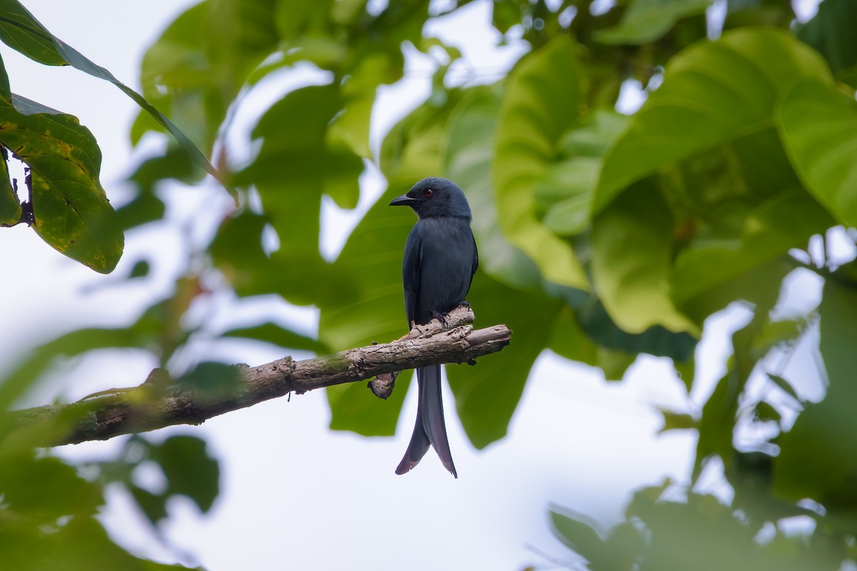 Ashy Drongo - ML634650846