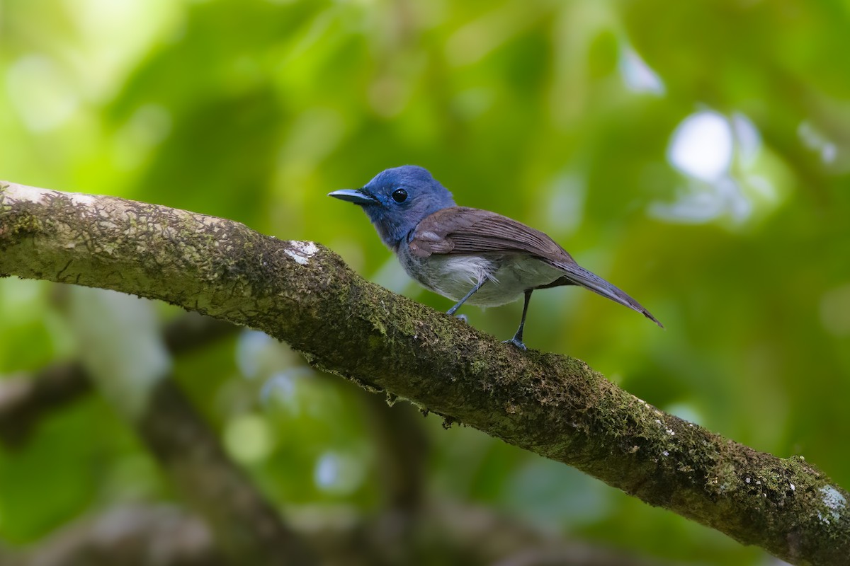 Black-naped Monarch - ML634650850