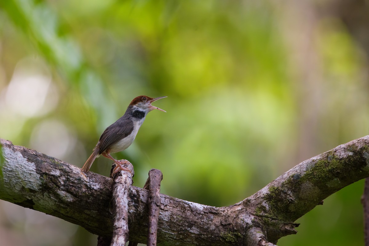 Rufous-tailed Tailorbird - ML634650853