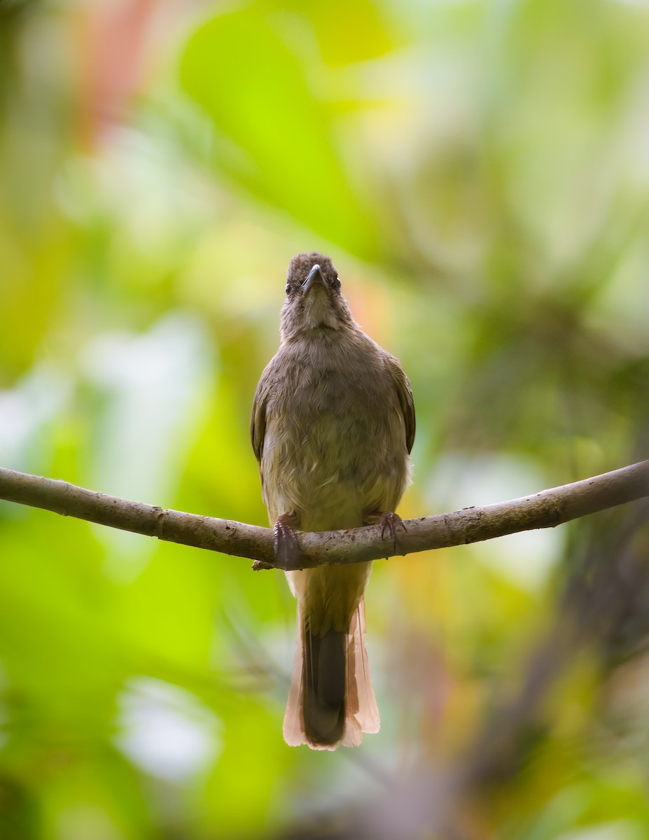 Ashy-fronted Bulbul - ML634650860