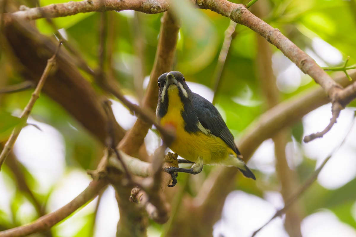 Palawan Flowerpecker - ML634650861