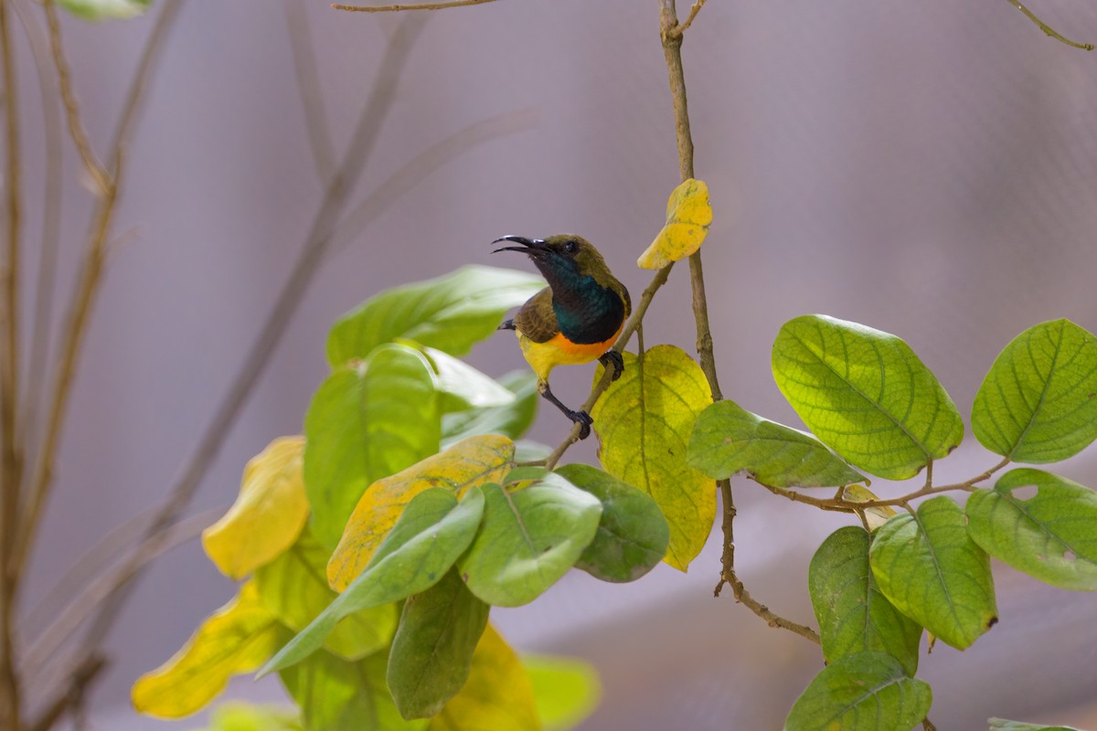 Palawan Sunbird - ML634650881
