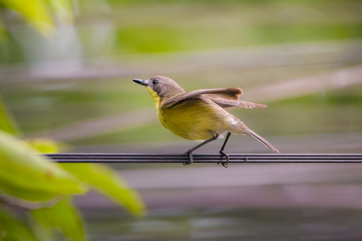Golden-bellied Gerygone - ML634650898
