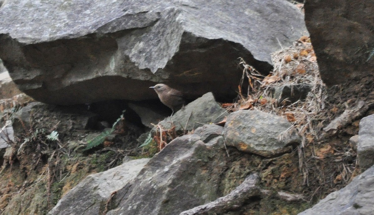 鷦鷯 - ML634650908