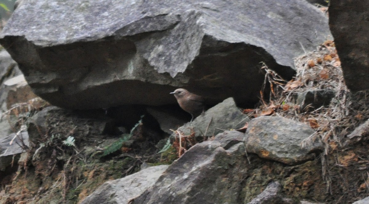 鷦鷯 - ML634650909