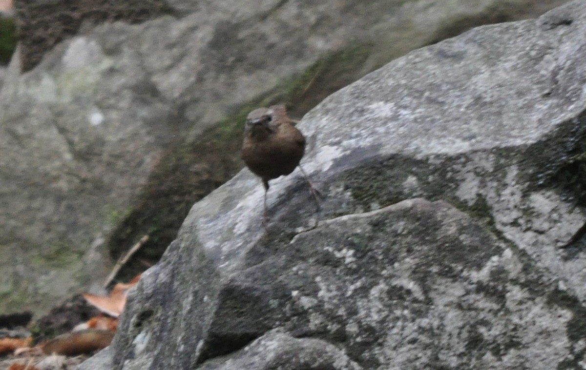 鷦鷯 - ML634650910