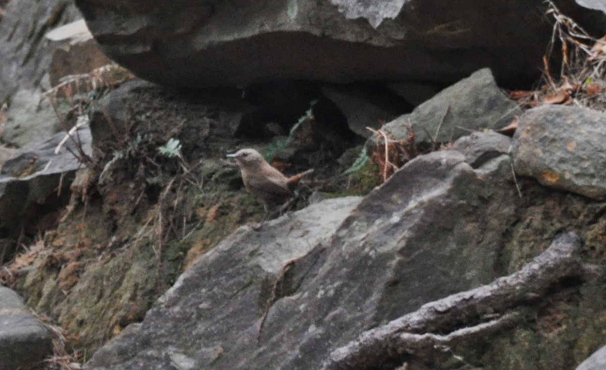 鷦鷯 - ML634650911