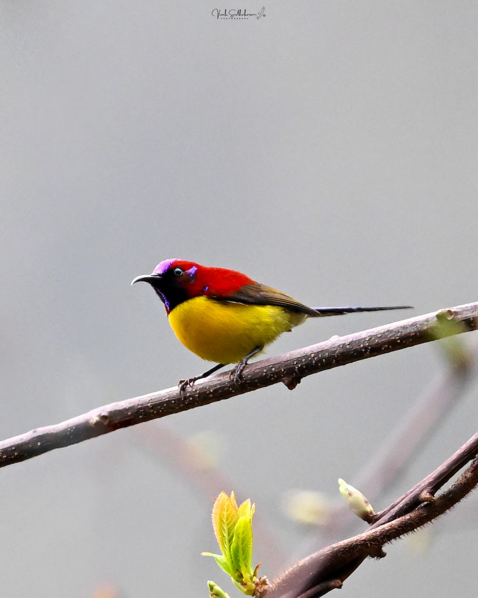 Mrs. Gould's Sunbird - ML634650913