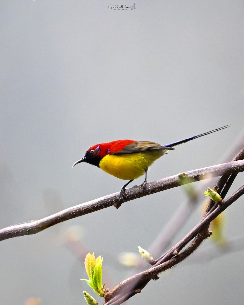 Mrs. Gould's Sunbird - ML634650914