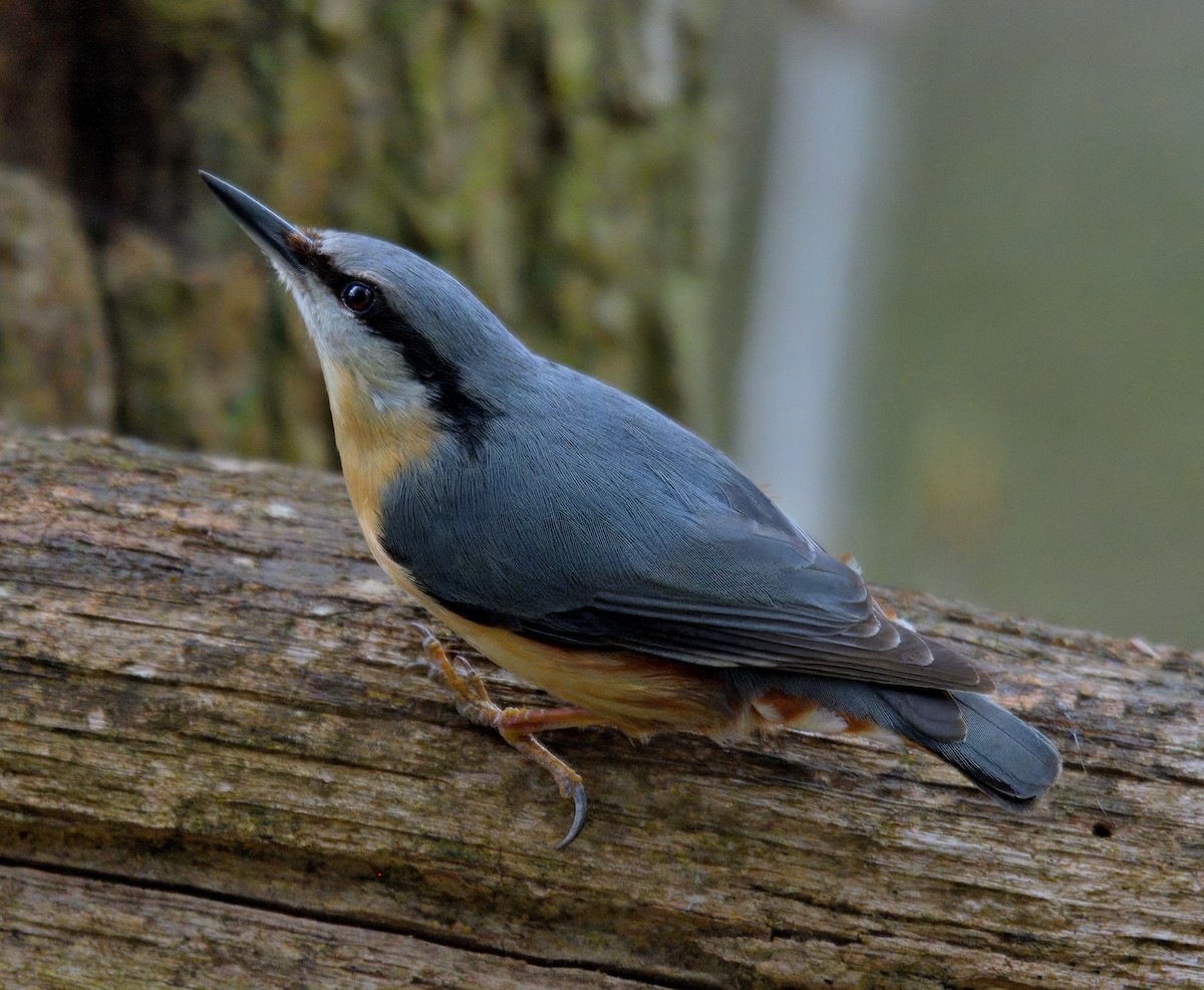 Garrapo eurasiarra - ML634650915
