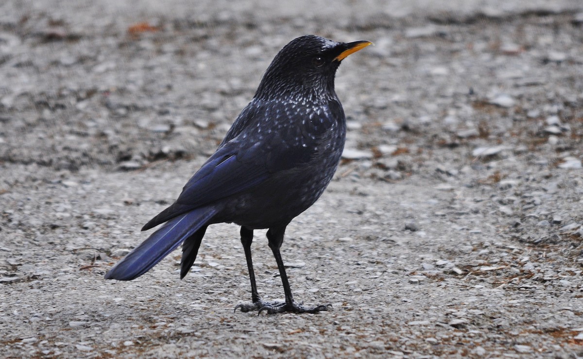 白斑紫嘯鶇 - ML634650918