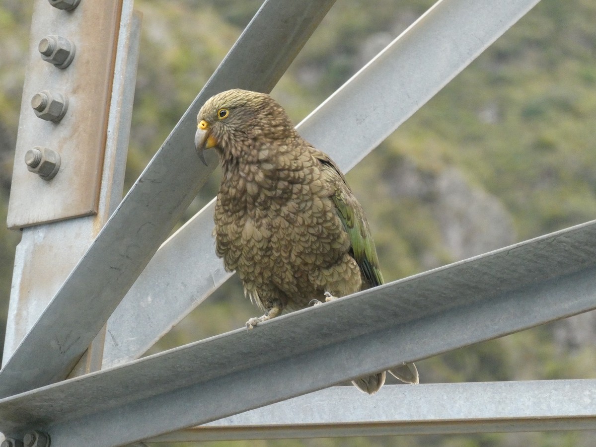 Kea - ML634650943