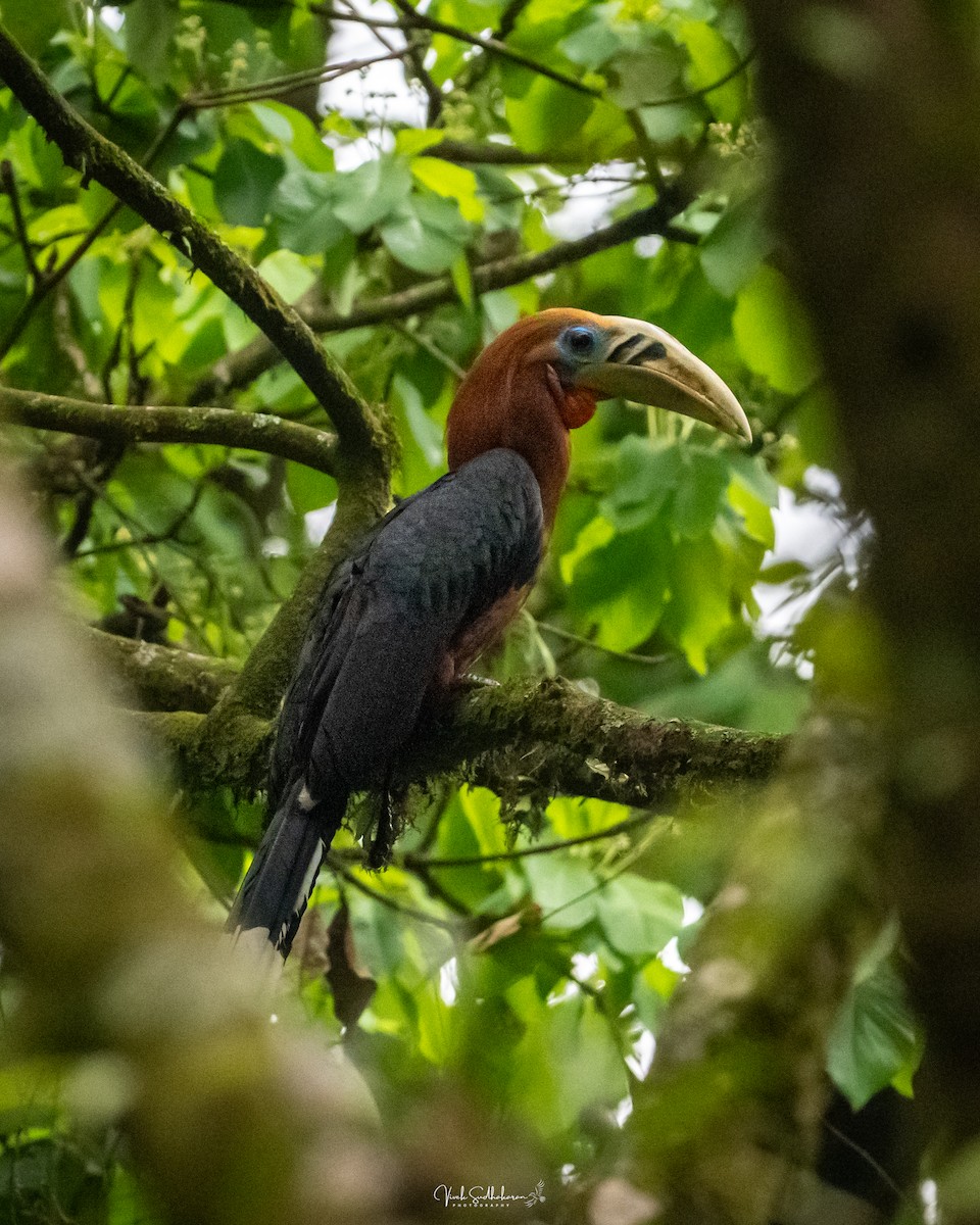 Rufous-necked Hornbill - ML634650964