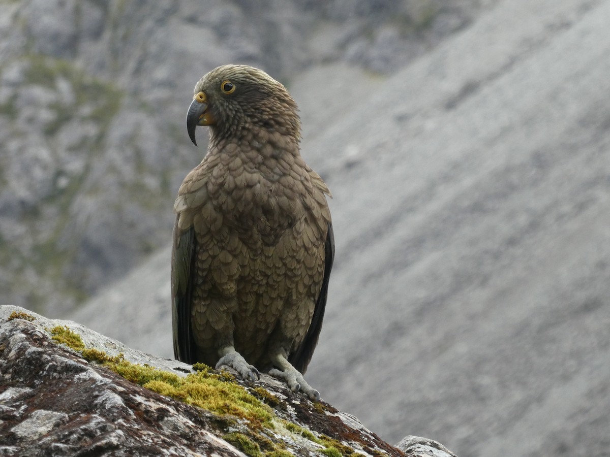 Kea - ML634650972