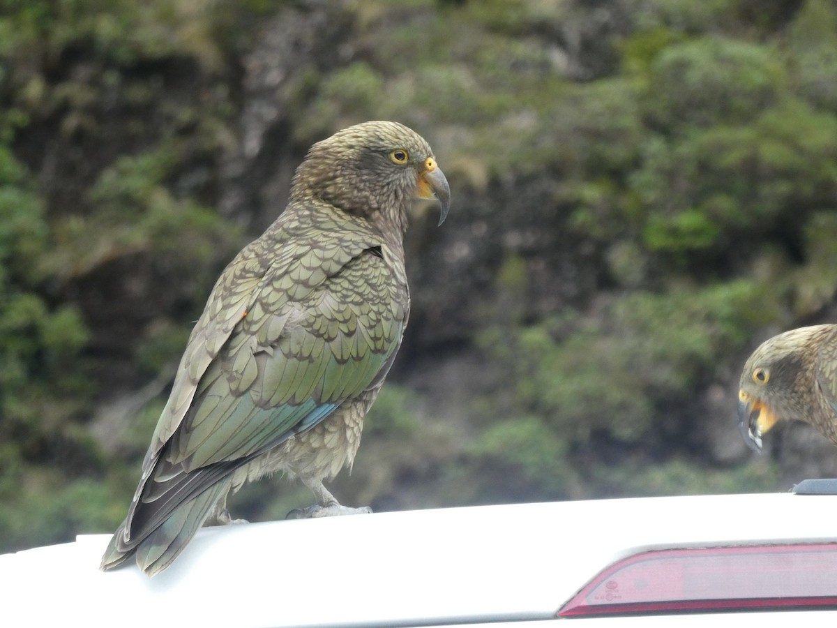 Kea - ML634650976