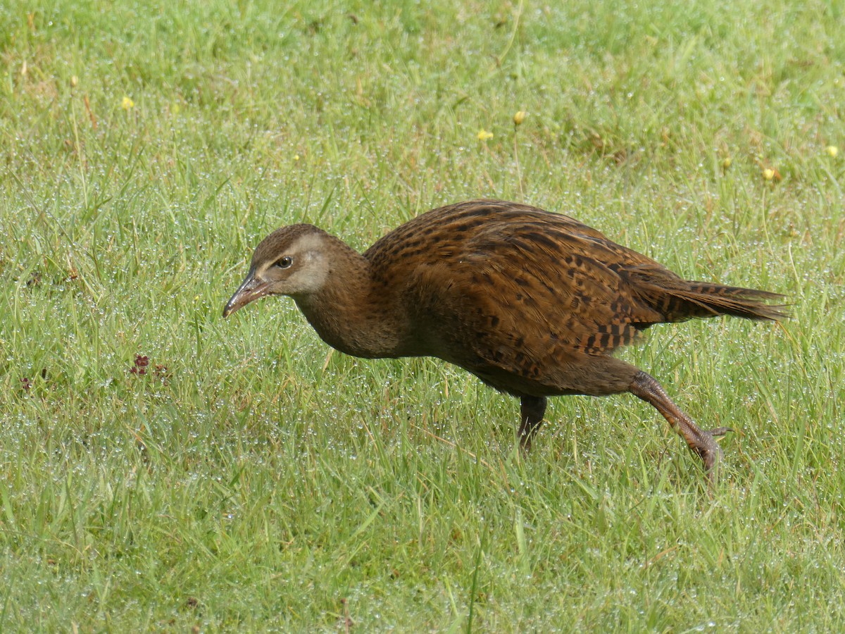 Weka - ML634650990