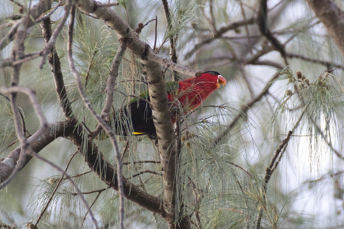 Purple-bellied Lory - ML634651022