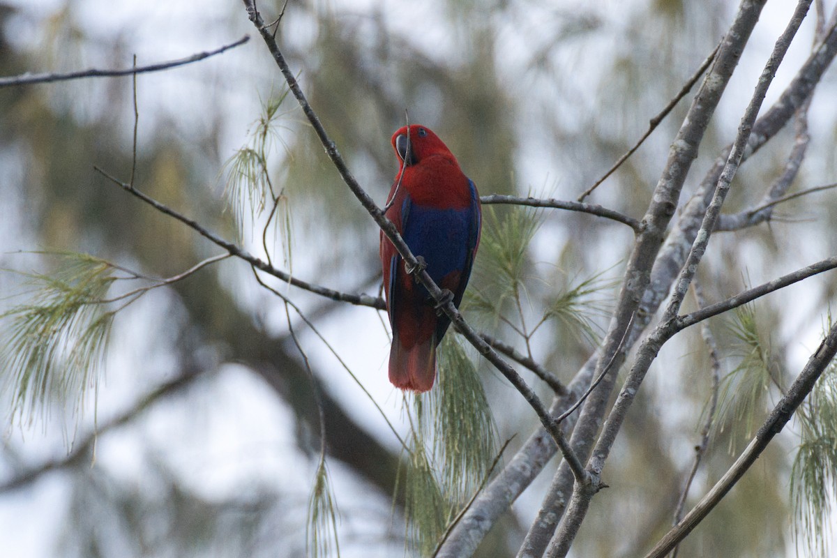 Papuan Eclectus - ML634651080