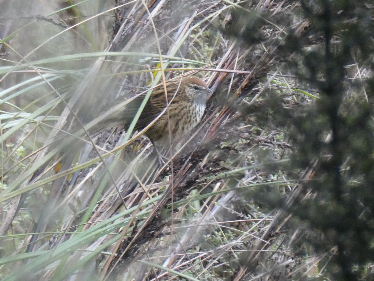 New Zealand Fernbird - ML634651099