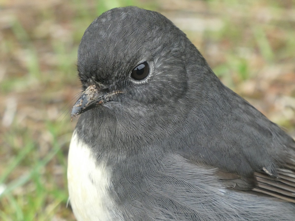 South Island Robin - ML634651123