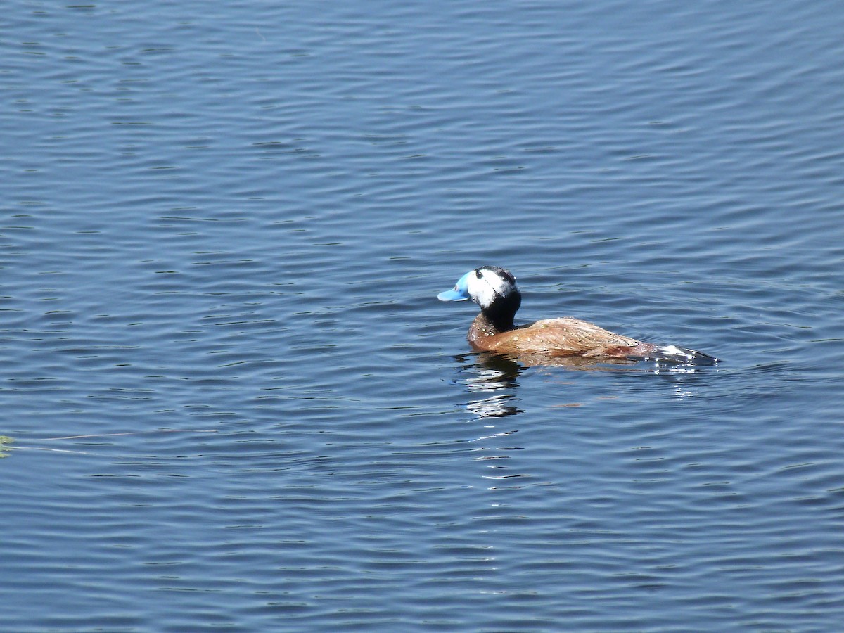 カオジロオタテガモ - ML634651176