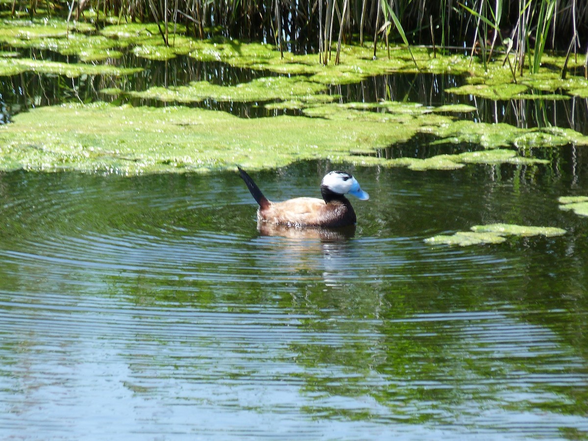 カオジロオタテガモ - ML634651191